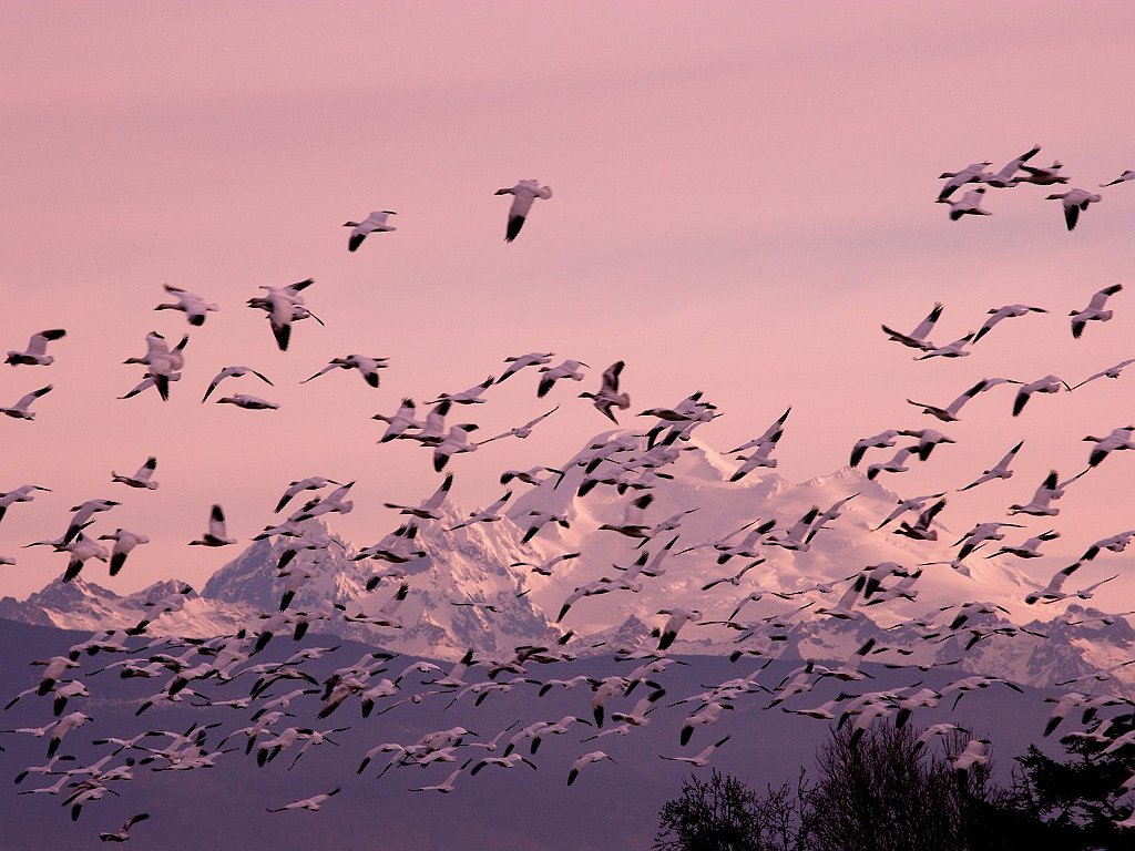 Snow Geese, Near Mount Baker, Washington